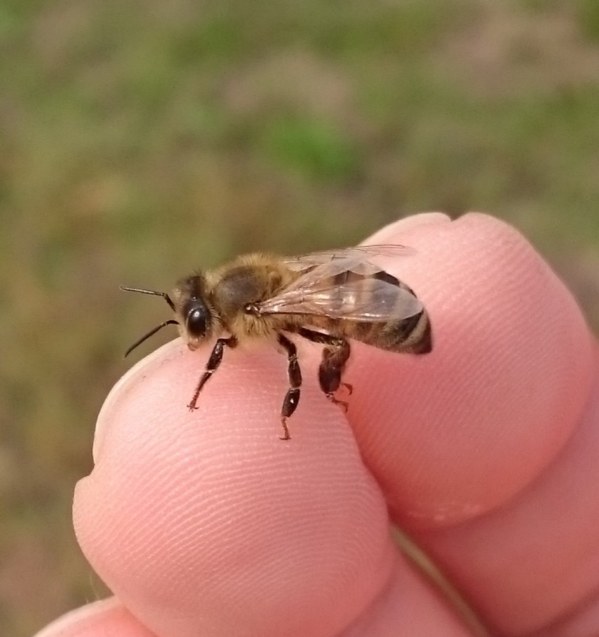 ニホンミツバチの働き蜂