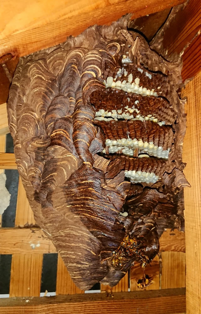 大きなキイロスズメバチの巣