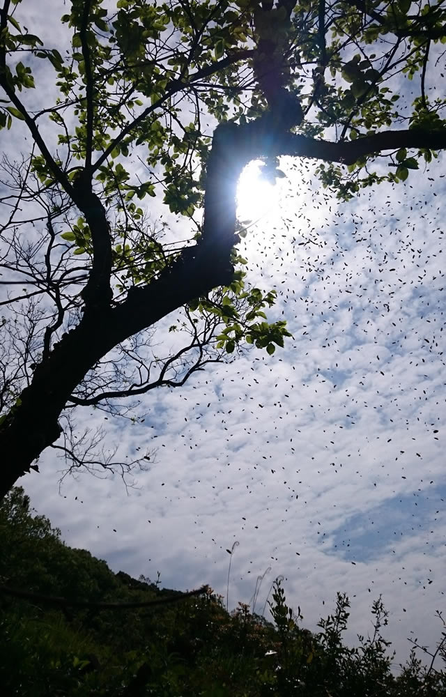 大空を舞うニホンミツバチの分蜂群たち